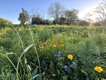 A field of flowers with blue sky and low sun.