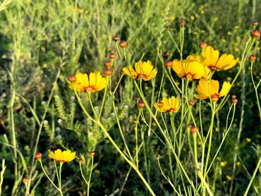 Golden Tickseed blows in the wind.
