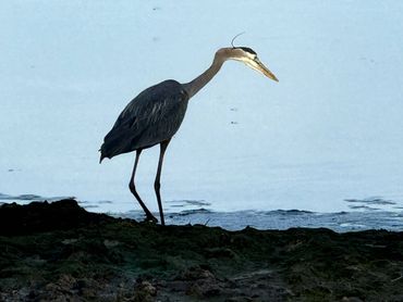 Great Blue Heron stepping into sunlight.