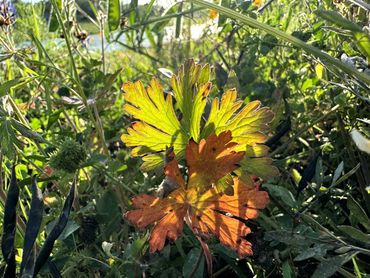 Sunlight through leaves