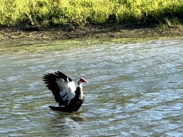 Muscovy duck flapping wings