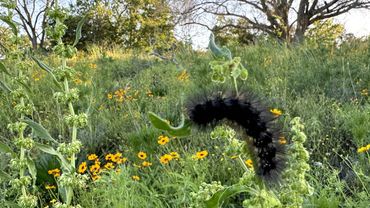 Salt Marsh Moth Caterpillar Climbing