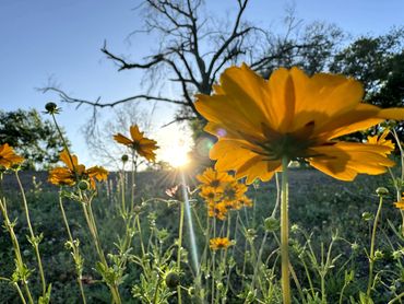 Sulphur Cosmos yearns for the sun.