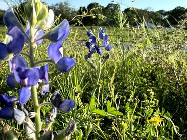 Texas Bluebonnet 1.