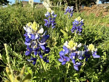 Texas Bluebonnet 2.