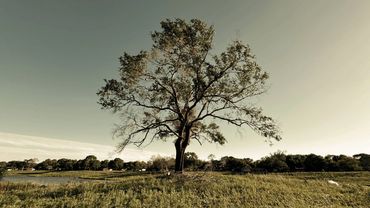 Tree over skyline