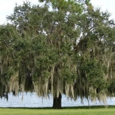 A large tree with Spanish moss hanging by a water body.