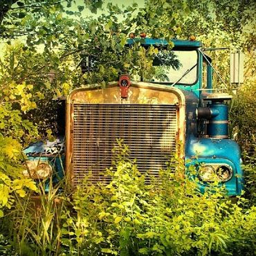 Old blue truck hidden in thick green foliage.