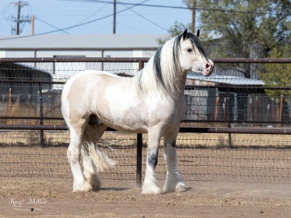 A white and light brown horse with a black mane stands in a fenced area.