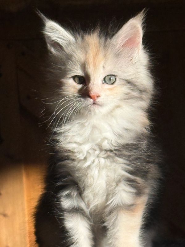 Fluffy kitten basking in warm sunlight.