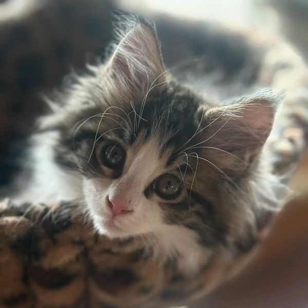 Close-up of a fluffy kitten with curious eyes in a cozy bed.