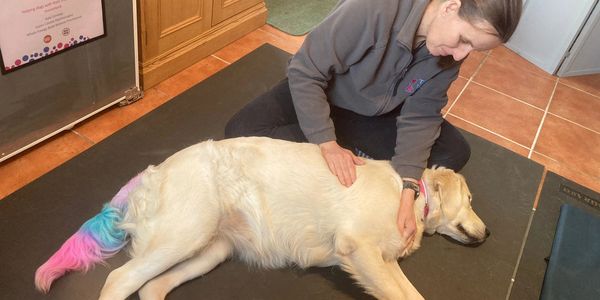 Golden retriever with a rainbow tail having a massage