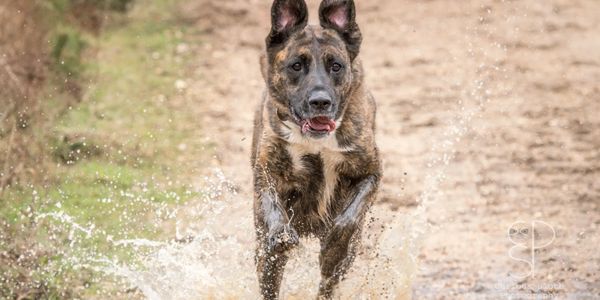 Dog running through puddle