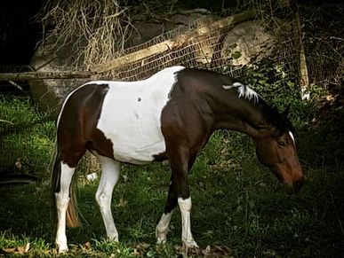 Brown and white horse grazing in a shaded area.