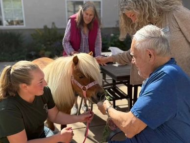 People interacting and feeding a small pony outdoors.