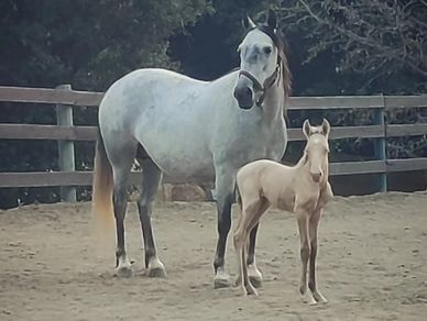 Preserving the rare Spanish Barb Horse Breed on the Endangered List - Painter Barb Blue List Project