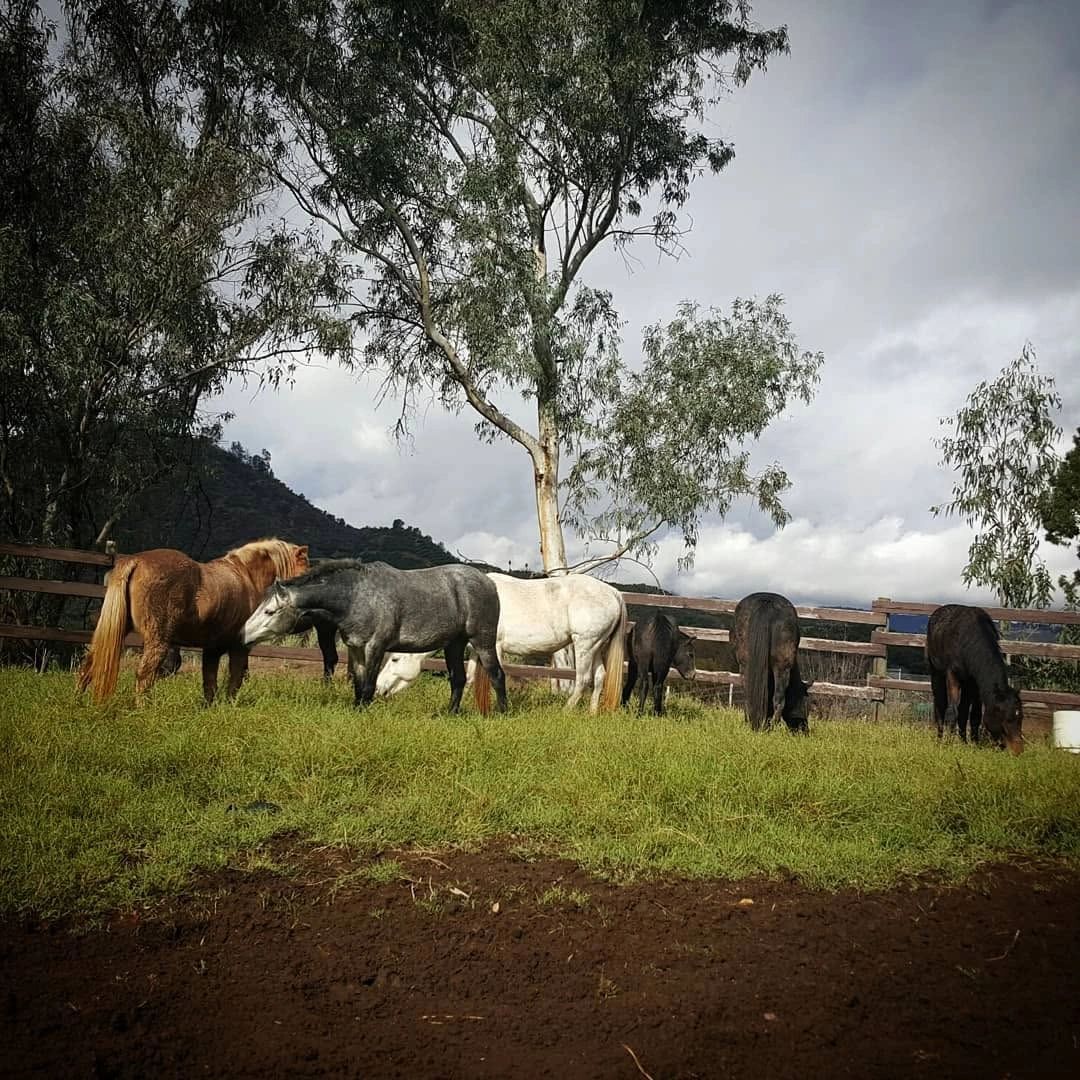 Equine Wellness, Welfare, Rescue - wild after facing environmental hardship or from neglect / abuse