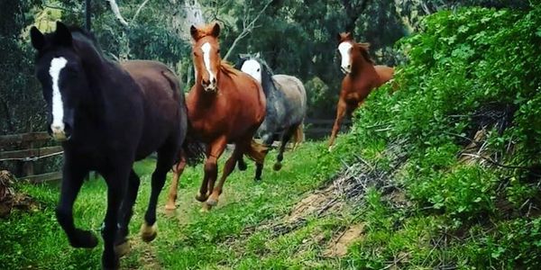 Four horses running along a green forest path.