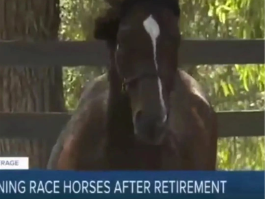 Helping Thoroughbreds come off the track, decompress & setting them up for successful second careers