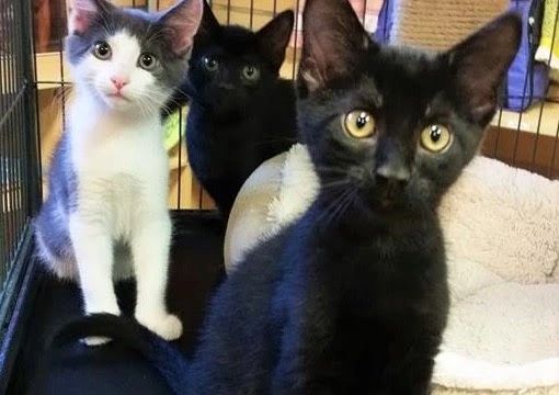 SAINT Rescue & Adoption Center in Cedar Rapids is dedicated to improving the lives of our homeless c