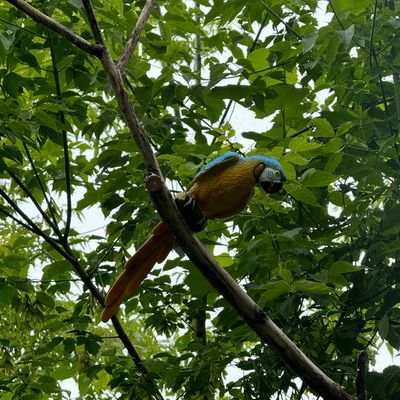 Colorful parrot perched on a tree branch amid green leaves.