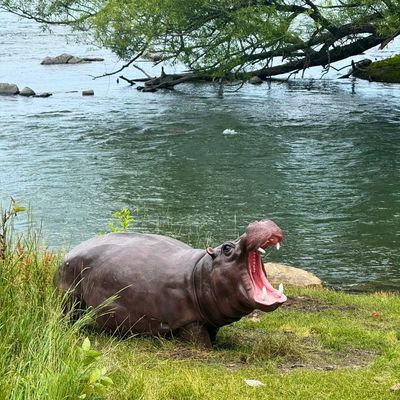 A hippopotamus with its mouth wide open near a riverbank.