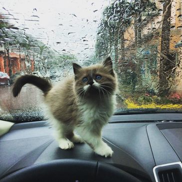 Seal mink mitted ragdoll kitten from Genotype Cats exploring the dash of a vehicle with rain drops!