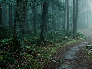 Misty forest path surrounded by tall trees and dense greenery.