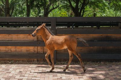Young foal walking near a wooden fence.