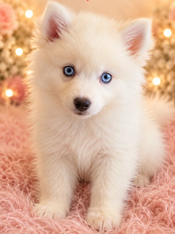 Star, our bright white Pomsky puppy with a shining future.