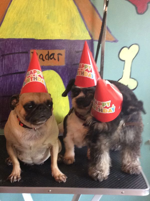 Dog birthday party