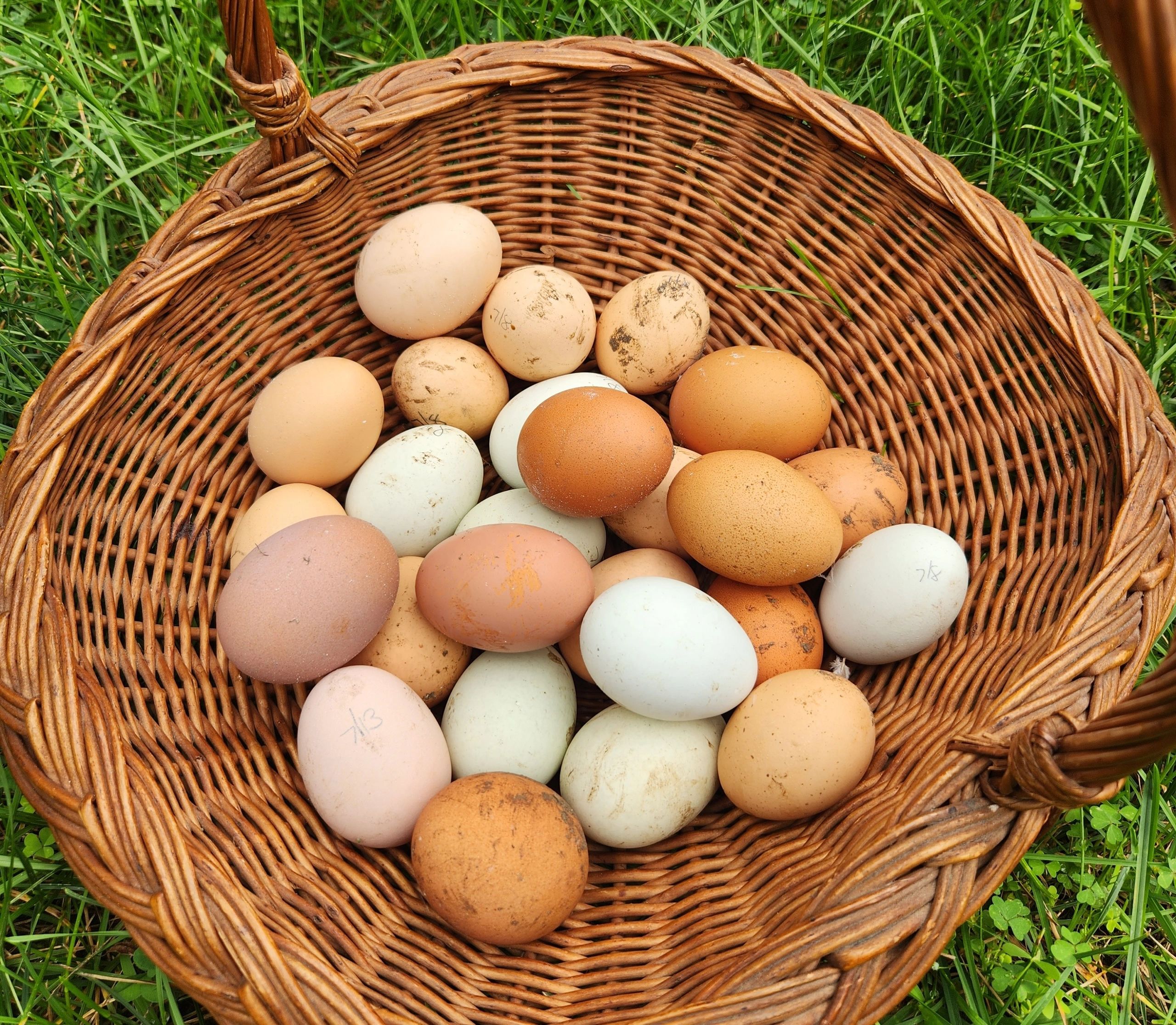 Basket filled with various colored eggs.