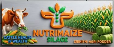 Nutrimaize Silage logo with cow, cornfield, and fodder.