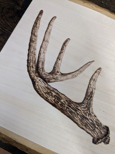 Shed Study - Woodburn on Pine