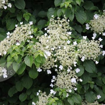 Climbing hydrangea in pittsburgh
