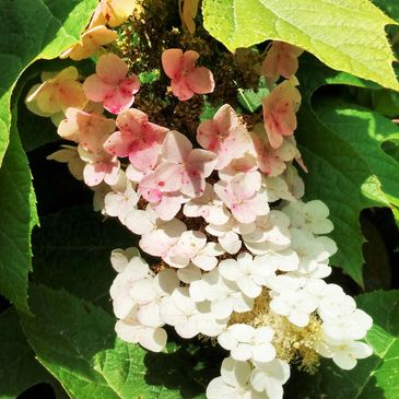 Oakleaf Hydrangea in Pittsburgh
