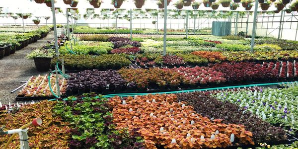 Over 25 varieties of coleus Proven Winner plants