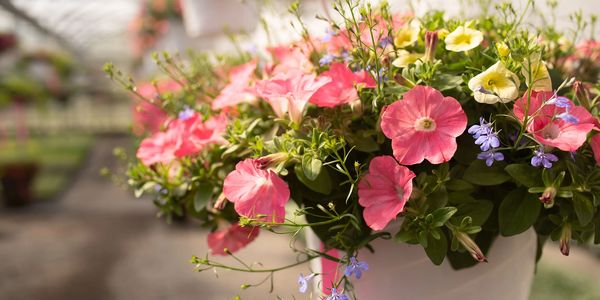hanging baskets in Pittsburgh