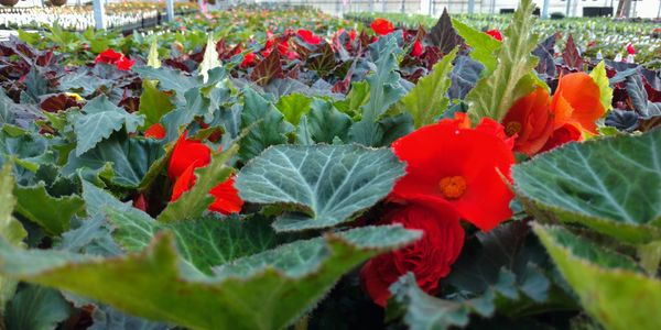 Annual plants in pittsburgh
begonia