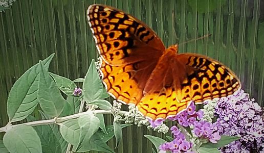 hummingbird perennials in pittsburgh