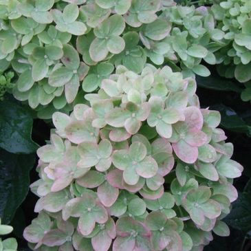 Proven Winners Hydrangea Limelight Little Lime in Pittsburgh