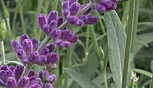 deer resistant perennials in pittsburgh