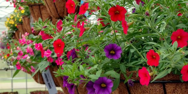 hanging baskets in pittsburgh