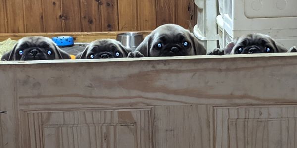 Four pug puppies peeking over a wooden surface with curious eyes.
