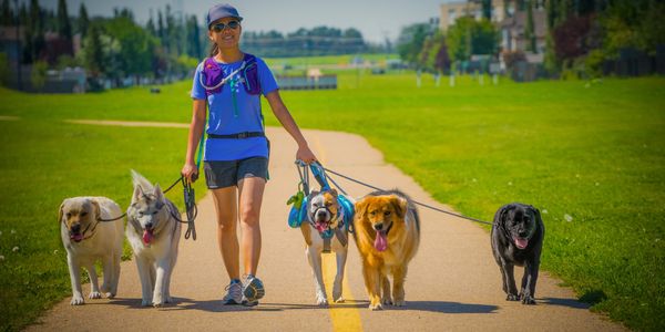 Alberta Dog Training - Edmonton Dog Training and Behavior Solutions