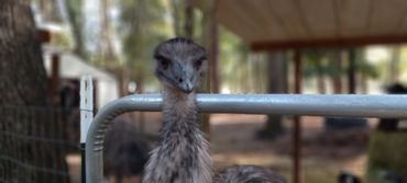 emu