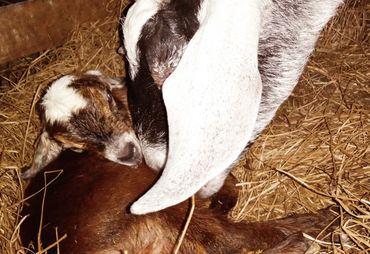 Goat giving birth