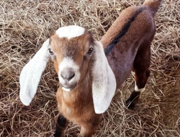 Baby nubian goat