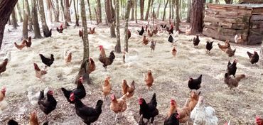 Free range chickens at farmer crafted