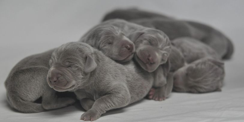 Weimaraner puppies. Newborn pups